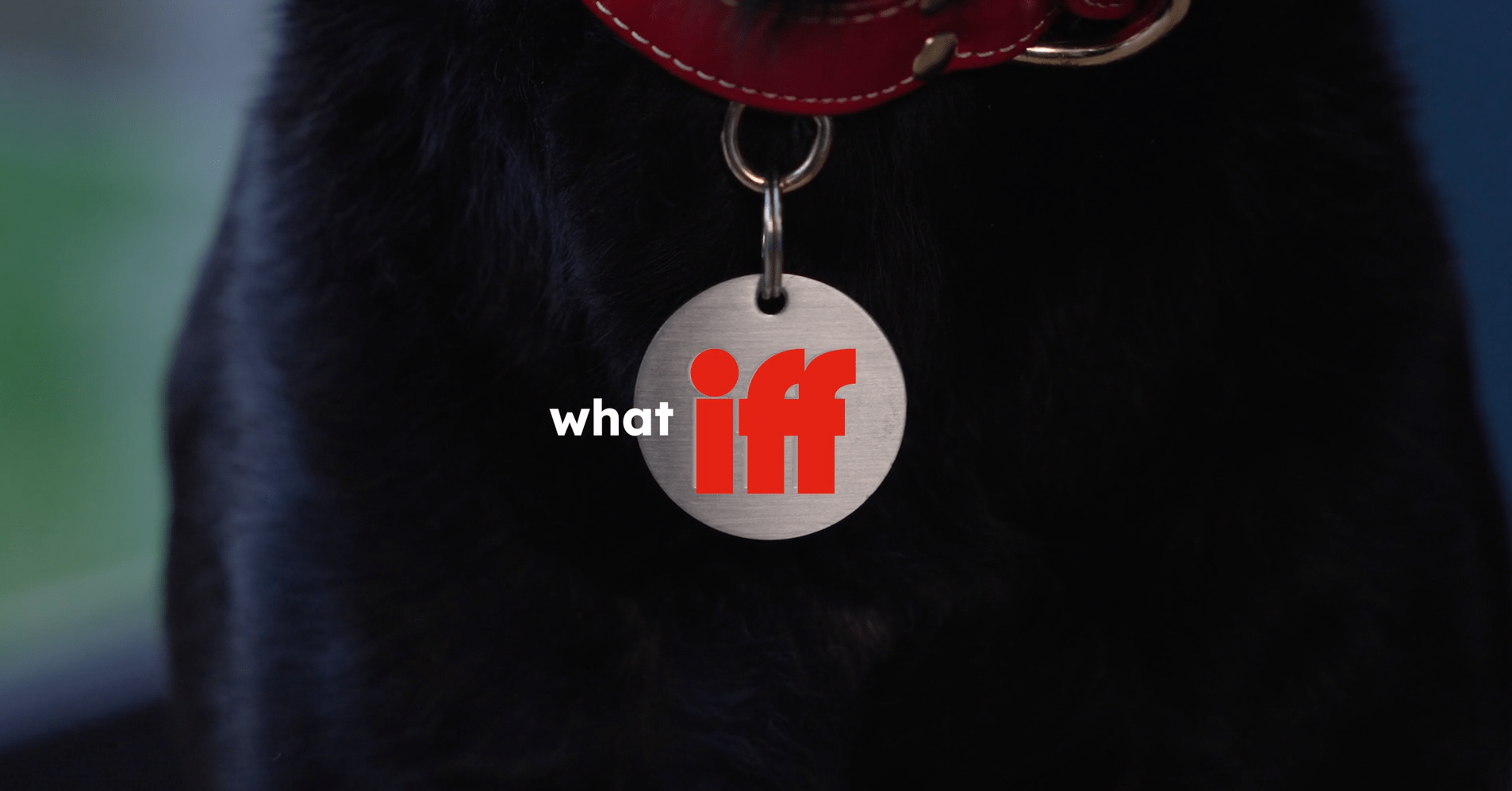Dog with collar with text what iff