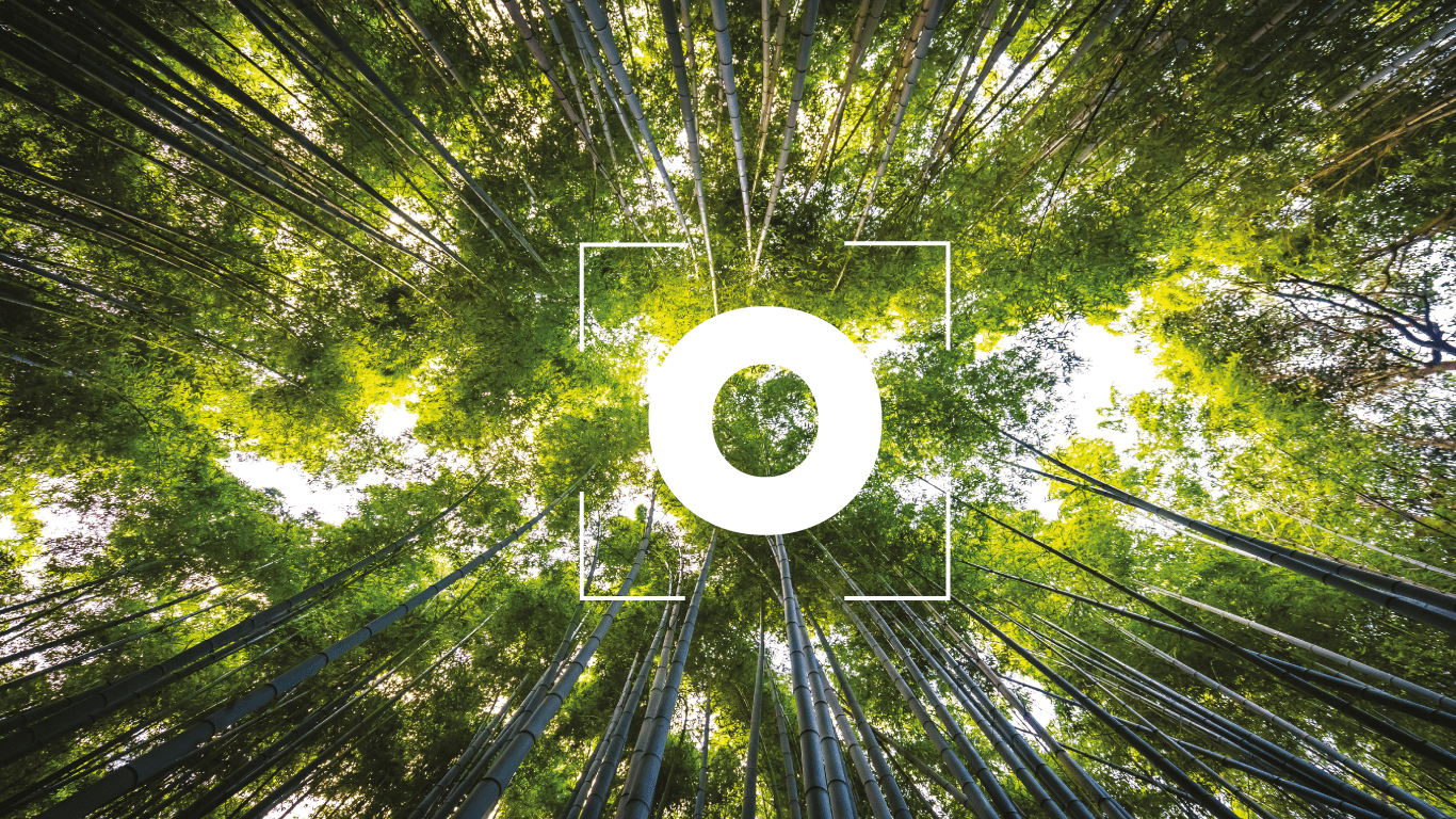 Ground floor view of forest surrounded by trees