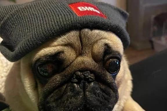 Pug dog in a hat