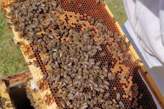 Honey bee hive