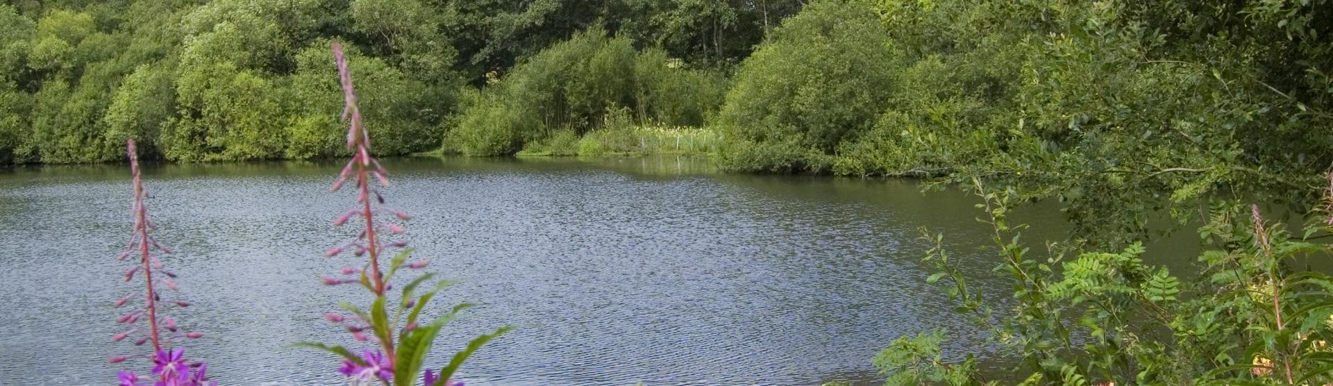 Flowers at Adel 2 Credit Kirsten Smith