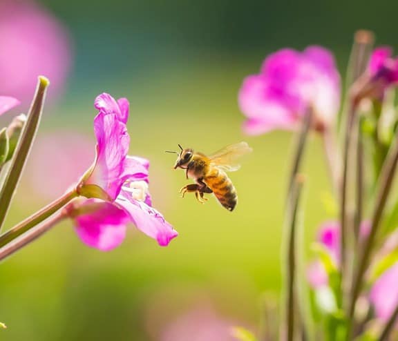 honeybee hovering next to pink flower