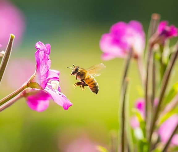 honeybee hovering next to pink flower
