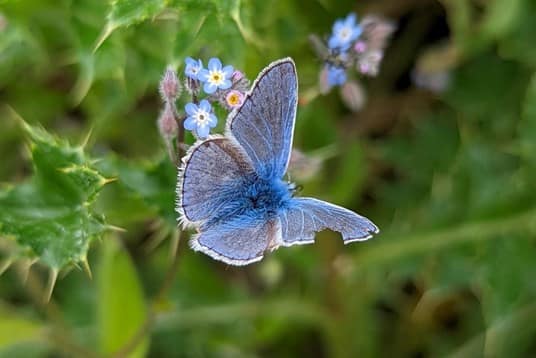Blue butterfly