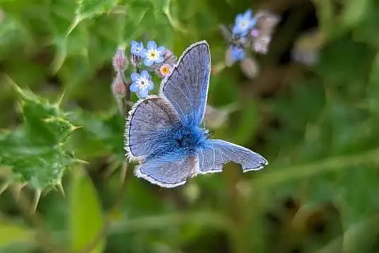 Blue butterfly