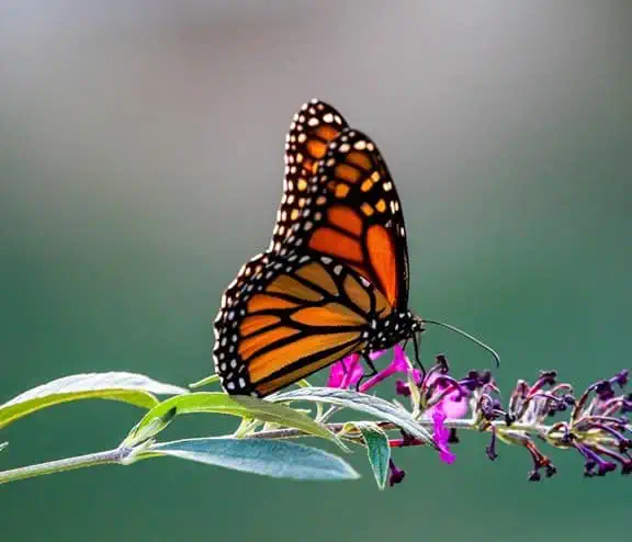 butterfly on flower