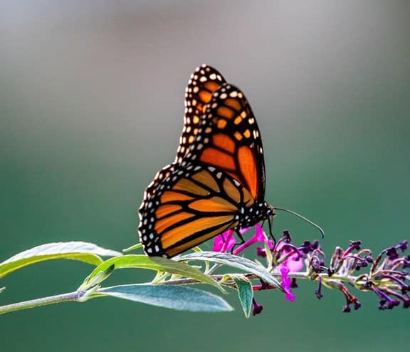 butterfly on flower