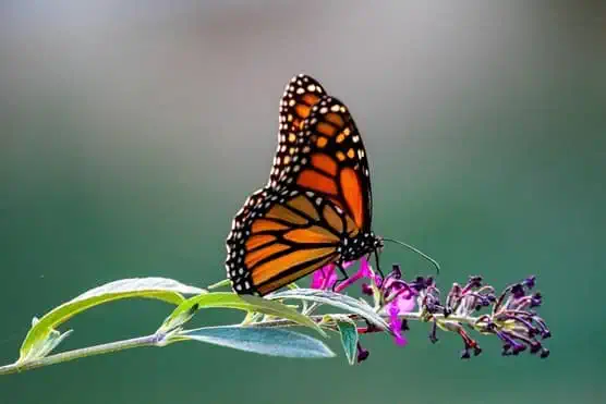 butterfly on flower